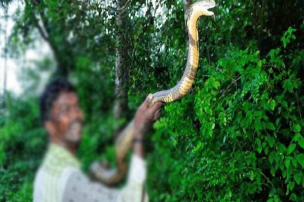 பாம்புகளை பிடிக்கும் நபர் பாம்பு தீண்டி மரணம் | Cobra Snake Catcher Dies Snakebite