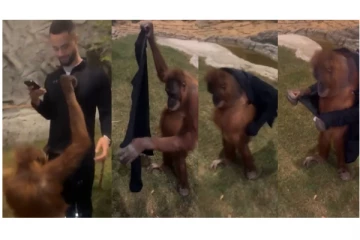 ஒருவர் அணிந்திருந்த மேல்சட்டையை கழற்றி தனக்கு போட்டு அழகு பார்த்த கொரில்லா குரங்கு...!