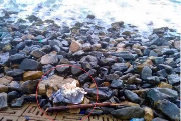 கொழும்பு கடற்பரப்பில் இறந்து கரையொதுங்கும் கடல் ஆமைகள்! காரணம் என்ன?