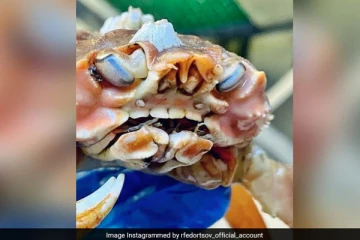 மனித பற்களுடன் நண்டு! வைரலாகும் ஆச்சரிய புகைப்படம்