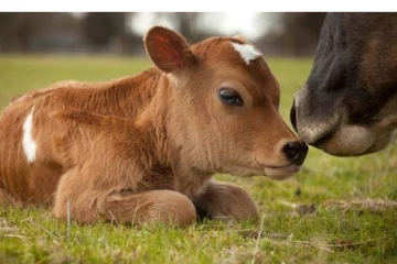 உயிரிழந்த கன்றின் உடலை பார்த்து கண்ணீர் விட்ட பசு ..அடுத்து நடந்த சம்பவம் - பீதியில் மக்கள்!