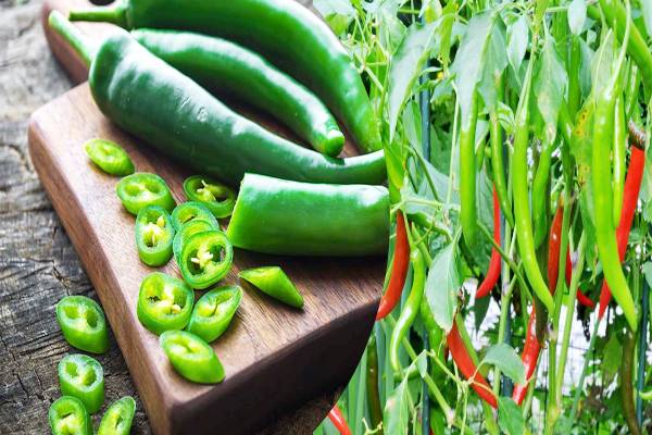 இலங்கை மக்களுக்கு அதிர்ச்சி கொடுக்கும் பச்சை மிளகாயின் விலை | Price Of Green Chillies Is Rs Has Crossed 1 500