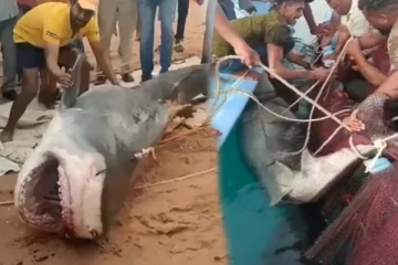 தந்தை கண் முன்னே ரஷ்ய இளைஞரை கபளீகரம் செய்த சுறா பிடிபட்டது