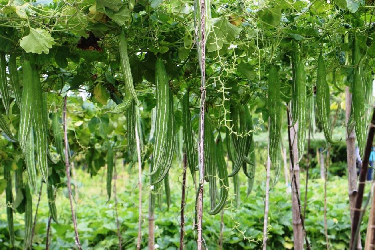 தொங்கும் தொப்பைக்கு முடிவு கட்டும் புடலங்காய் தொக்கு... இப்படி செய்து பாருங்க | Health Benefits And Pudalangai Thokku Recipe