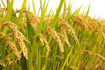 கீரி சம்பா செய்கையை விரிவுபடுத்த திட்டம்