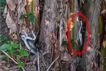 பின்னிப்பிணைந்து நடனமாடும் பாம்பு.... வாழைத்தோப்பில் அரங்கேறிய காதல் காட்சி