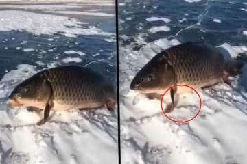 பனியில் மேல் நின்று போட்டோக்கு போஸ் கொடுக்கும் அதிசய மீன்! அதிர்ந்து போன நெட்டிசன்கள்