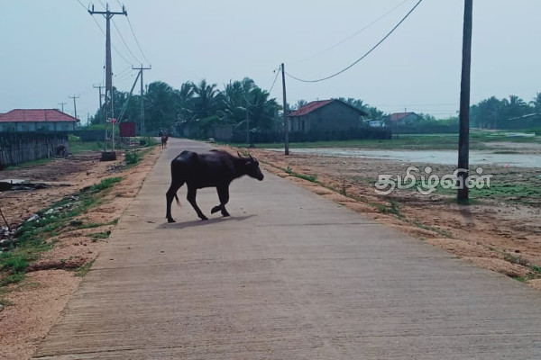மன்னாரில் கட்டாக்காலி எருமை மாடுகளால் பொதுமக்கள் பாதிப்பு | Trees Damaged By Gattakali Buffaloes In Mannar