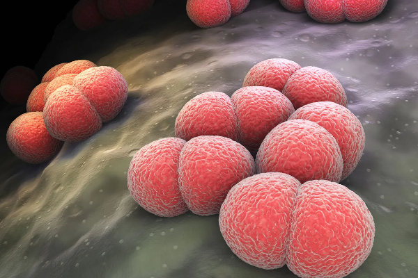 meningococcal bacteremia