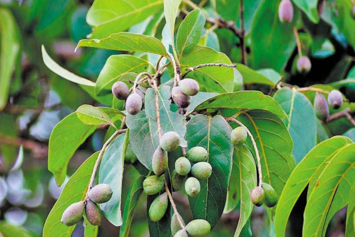 தொப்பை முதல் மலச்சிக்கல் வரை மருந்தாகும் கடுக்காய் - நன்மைகள் பற்றி தெரியுமா? | Kadukkai Benefits In Tamil