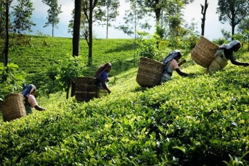 அரசாங்கத்தை பொருட்படுத்தாத பெருந்தோட்ட கம்பனிகள்: செந்தில் தொண்டமானின் கோரிக்கை