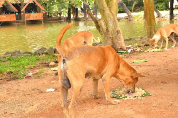 இலங்கையில் ஊரடங்கால் பசியால் வாடும் தெரு நாய்களுக்கு உணவளிக்கும் மக்கள்! | People Feeding Stray Dogs In Sri Lanka இலங்கையில் ஊரடங்கால் பசியால் வாடும் தெரு நாய்களுக்கு உணவளிக்கும் மக்கள்! | People Feeding Stray Dogs In Sri Lanka