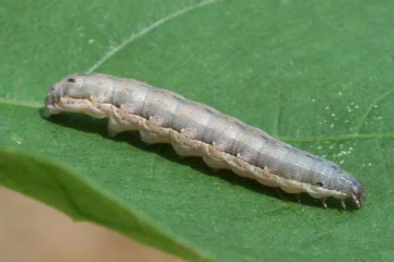 කෘෂිකර්ම දෙපාර්තමේන්තුවෙන් නිවේදනයක්..