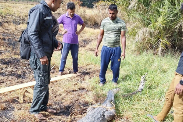மட்டக்களப்பு ரயிலில் மோதிய முதலை | Crocodile Hits Train In Batticaloa