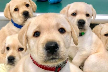 வளர்ப்பு நாய்களுக்கும் இனி வரி!