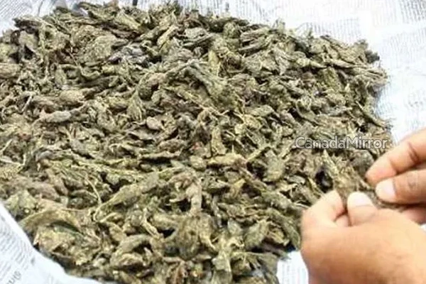 கனடாவில் இந்தப் பகுதியில் கஞ்சா விற்பனைக்கான தடை நீக்கம் | Mississauga To Lift Ban On Cannabis Retail Stores