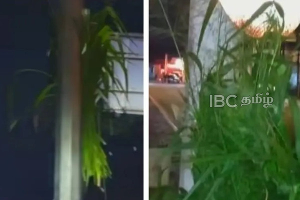 நுகேகொடை போராட்டக் களத்தில் தொங்கவிடப்பட்ட புல் கட்டுக்கள்! | Grass Bundles Hung At The Nugegoda Protest