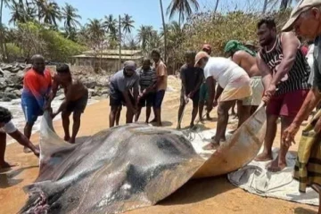 மீனவர்களிடம் சிக்கிய இராட்சத திருக்கை!