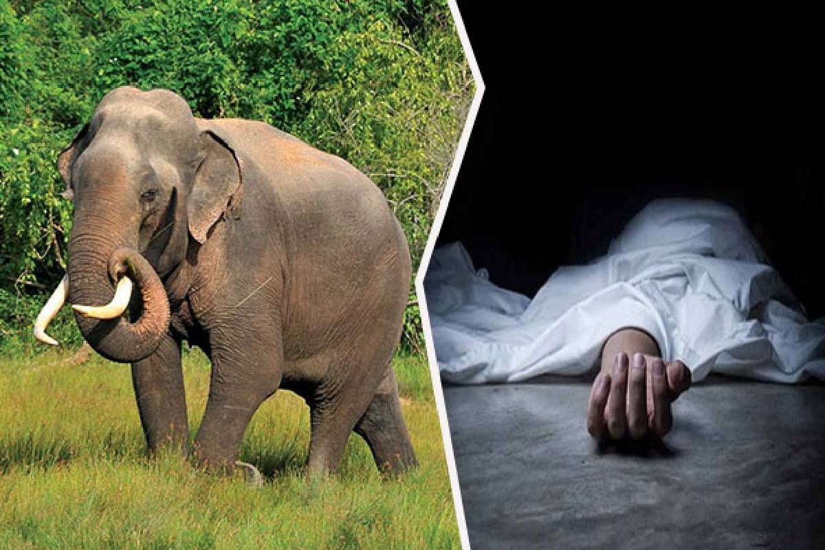 வவுனியா - குறிசுட்டகுளம் பகுதியில் யானை தாக்கி குடும்பஸ்தர் உயிரிழப்பு | Family Man Dies In Elephant Attack In Vavuniya வவுனியா - குறிசுட்டகுளம் பகுதியில் யானை தாக்கி குடும்பஸ்தர் உயிரிழப்பு | Family Man Dies In Elephant Attack In Vavuniya