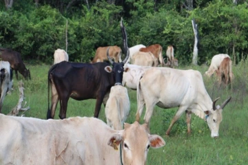 மயிலத்தமடு பகுதியில் இரண்டு கால்நடைகள் மீது துப்பாக்கிச்சூடு: அச்சம் வெளியிடும் பண்ணையாளர்கள்