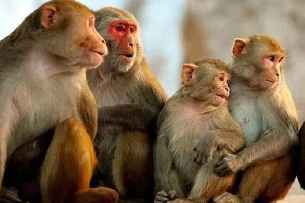 பச்சிளம் குழந்தையை பலியெடுத்த குரங்குகள் ; துயரில் கதறும் பெற்றோர் | Infant Attacked By Monkeys