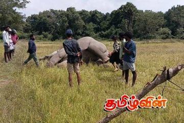 கிளிநொச்சியில் உயிரிழந்த நிலையில் யானை மீட்பு