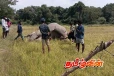 கிளிநொச்சியில் உயிரிழந்த நிலையில் யானை மீட்பு