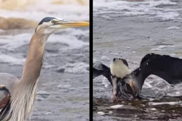 காத்திருந்து மீனை துல்லியமாக வேட்டையாடும் கொக்கு... டிக் டிக் நிமிடங்கள்...!