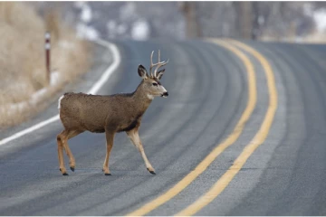 பிரிட்டிஷ் கொலம்பியாவில் வாகன விபத்தில் சிக்கும் மான்கள்