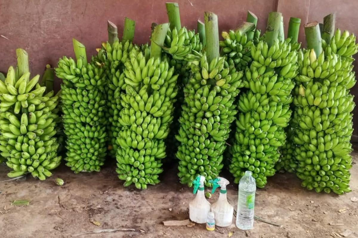 மருந்து விசிறப்பட்ட 424 கிலோ வாழைக்குலைகளை விற்பனை செய்ய முயன்றவருக்கு சிறை | Man Who Attempted Pesticide Sprayed Banana
