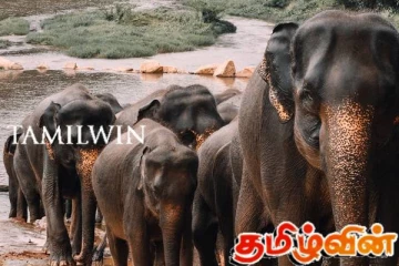 வில்பத்துக்கு யானைகளை அனுப்பும் முயற்சி! நூற்றுக்கும் மேற்பட்ட யானைகளுக்கு ஏற்பட்டுள்ள நிலை