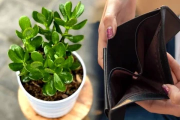 வீட்டின் செழிப்பை கெடுக்கும் செடிகள்.. இனியும் விட்டு வைக்காதீங்க