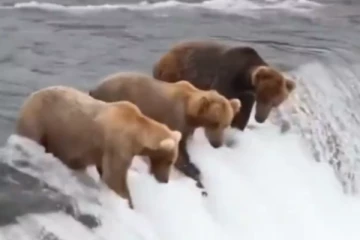 ஸ்மார்ட்டாக வேட்டையாடும் கரடிகள்....ஓடும் நீரில் மீன் பிடிக்கும் அரிய காட்சி!