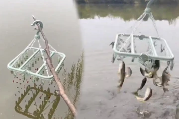 Viral Video: ஒரே முயற்சியில் கொத்தாக மாட்டிய மீன்கள்... நம்பமுடியாத காணொளி