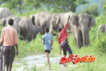 திருகோணமலையில் காட்டு யானைகளின் தொல்லை அதிகரிப்பு