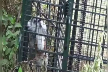 வருமா சிறுத்தை? 10 நாட்களாக ஆட்டுக்குட்டியுடன் காத்திருக்கும் வனத்துறை!