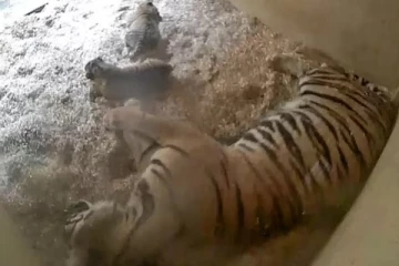 குட்டியை ஈன்றெடுக்கும் புலி- மெய்சிலிர்க்க வைக்கும் வீடியோ காட்சிகள்