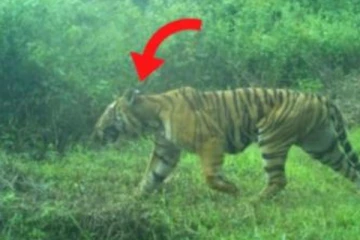 20 நாளாக போக்குகாட்டிய T23 புலி:  மயக்க ஊசி செலுத்தி பிடித்த வனத்துறை!