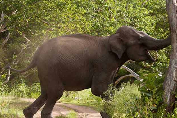 விமான நிலையத்தில் இருந்து சென்றவர்களுக்கு வீதியில் காத்திருந்த அதிர்ச்சி | Van Targeted By Elephant Attack