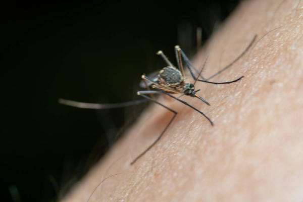கொசுவே இல்லை என்ற பெருமையை இழந்த நாடு | Iceland Records Its First Ever Mosquitoes