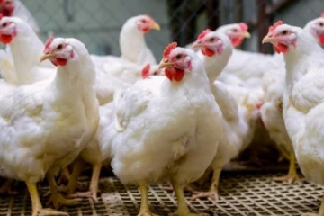 கோழி இறைச்சிப் பிரியர்களுக்கு கவலையளிக்கும் தகவல்!