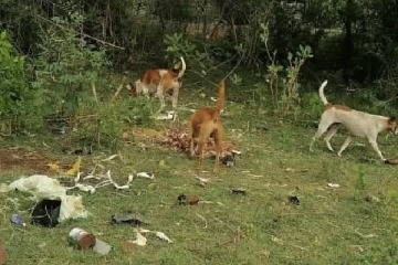 வீதியில் வீசப்படும் கழிவுகளால் சுகாதார சீர்கேடுகள்