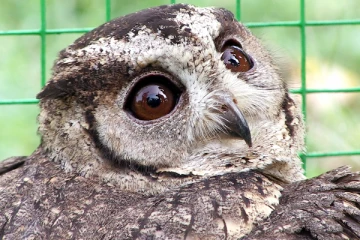 பொலிஸ் நிலையத்தில் தஞ்சமடைந்த ஆந்தை!