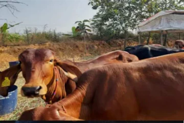 புதிதாக பரவி வரும் தோல் தடிமன் நோய்: 3000 கால்நடைகள் உயிரிழப்பு