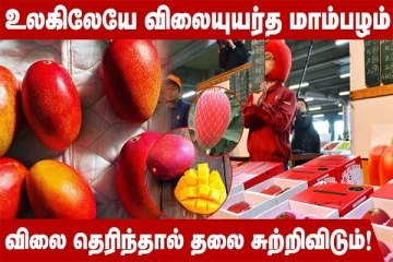 என்னாது ஒரு மாம்பழம் இவ்வளவு விலையா? அப்படி என்ன ஸ்பெஷல்!