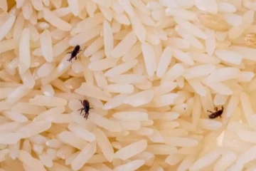 இறக்குமதி செய்யப்பட்ட அரிசியில் வண்டு ; மீள் ஏற்றுமதிக்கு உத்தரவு