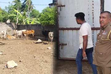 யாழில் சட்டவிரோதமாக இறைச்சி வெட்டும் மாபியா கும்பல்: முற்றுகையில் ஒருவர் கைது