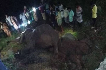 கோவை அருகே ரயிலில் அடிபட்டு 3 யானைகள் உயிரிழப்பு -சோகத்தில் மக்கள்