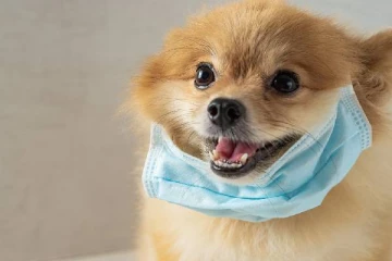 பிரித்தானியாவில் வளர்ப்பு நாய்க்கு கொரோனா தொற்று