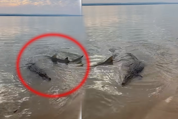 முதலையை தில்லாக வட்டமிட்ட சுறா! கடைசியில் முதலை கொடுத்த ஷாக் | Shark Around Crocodile Last Moment Very Shock